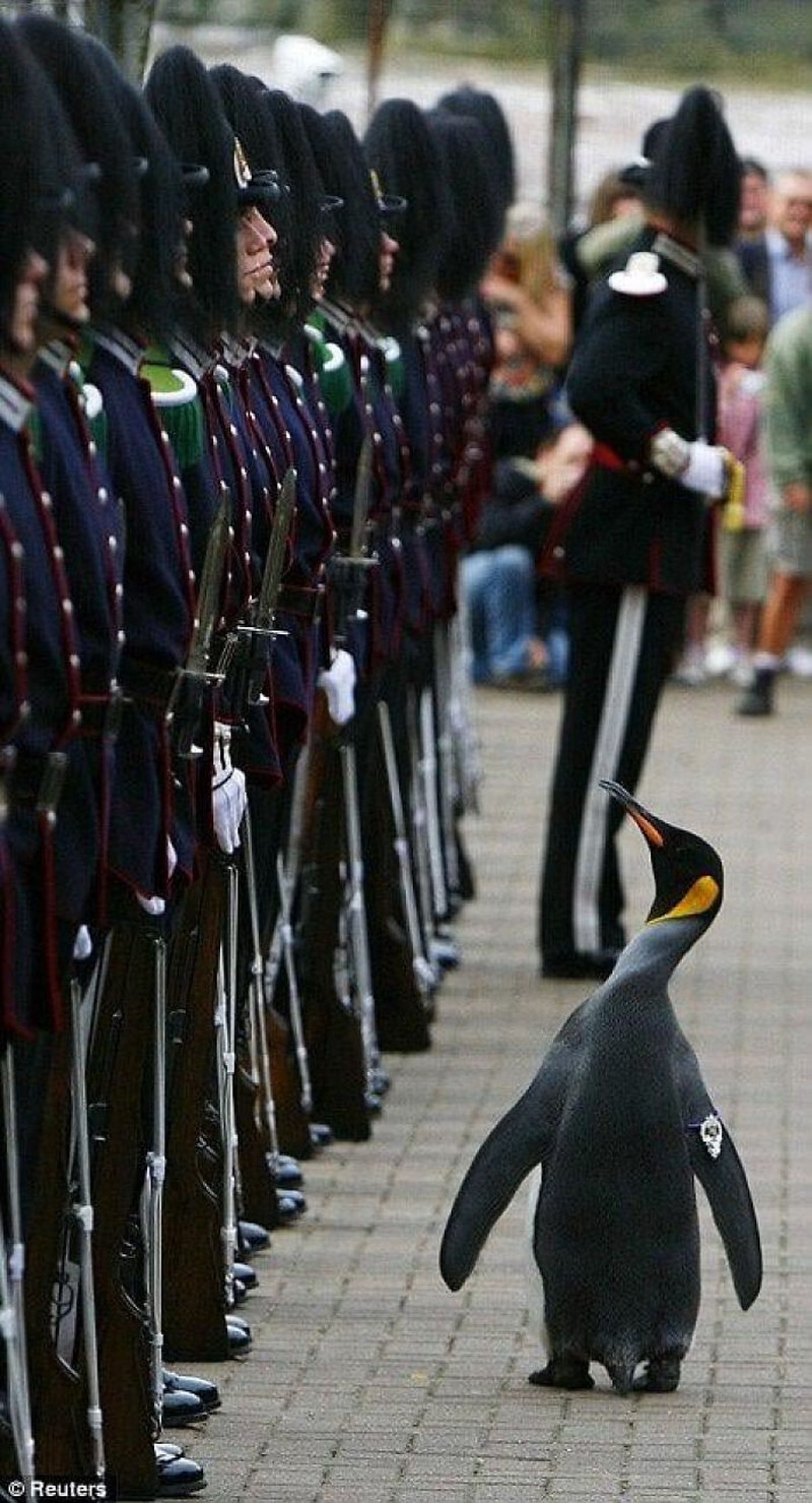 Foto Hewan Ikonik dan Viral