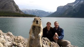 Foto ini diambil di Danau Minnewanka, Taman Nasional Banff, Kanada. Sepasang suami istri sedang menyetel timer kamera untuk berfoto, namun tiba-tiba seekor tupai tanah (ground squirrel) muncul tepat di depan lensa, menghasilkan salah satu foto photobomb paling ikonik di dunia. Foto: Boredpanda