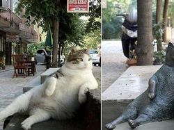 Foto Hewan Ikonik yang Viral di Dunia, Bikin Haru hingga Ngakak