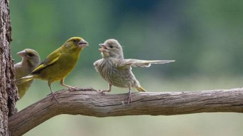 Foto karya acek Stankiewicz ini sempat memenangi dua kategori di Comedy Wildlife Photography Awards 2023 Foto: Boredpanda