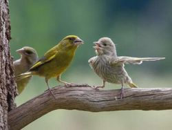 Foto Hewan Ikonik yang Viral di Dunia, Bikin Haru hingga Ngakak