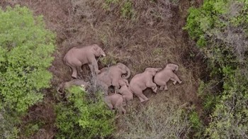 Foto udara ini menunjukkan kawanan gajah di Yunnan, Tiongkok, yang sedang beristirahat saat melakukan perjalanan migrasi panjang sejauh ratusan kilometer pada tahun 2021. Momen mereka tidur bersama ini sangat jarang tertangkap kamera. Foto: Boredpanda