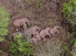 Foto Hewan Ikonik yang Viral di Dunia, Bikin Haru hingga Ngakak