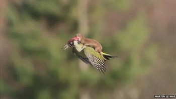 Foto luar biasa ini diambil oleh Martin Le-May di London Timur. Meskipun terlihat seperti mereka sedang berteman, sebenarnya itu adalah upaya serangan. Musang tersebut mencoba memangsa burung pelatuk hijau tersebut, dan burung itu terbang membawa musang di punggungnya untuk menyelamatkan diri. Foto: Boredpanda
