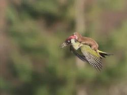 Foto Hewan Ikonik yang Viral di Dunia, Bikin Haru hingga Ngakak