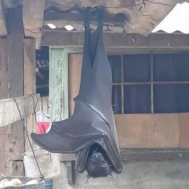Foto Hewan Ikonik dan Viral
