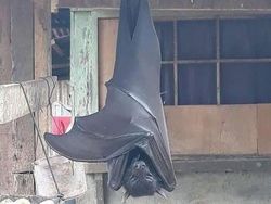 Foto Hewan Ikonik yang Viral di Dunia, Bikin Haru hingga Ngakak