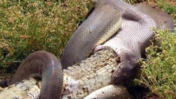 Foto yang cukup mengerikan ini nyata, bukan editan. Diambil di Queensland, Australia, oleh seorang warga lokal bernama Tiffany Corlis. Foto ini menunjukkan seekor ular piton zaitun (olive python) yang berhasil melumpuhkan dan menelan seekor buaya air tawar secara utuh setelah pertarungan selama lima jam. Foto: Boredpanda