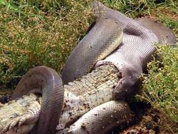 Foto Hewan Ikonik yang Viral di Dunia, Bikin Haru hingga Ngakak