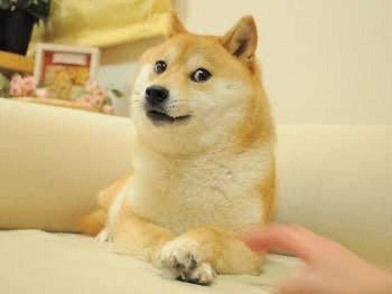 Foto Hewan Ikonik dan Viral