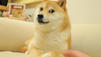 Ini adalah Kabosu, anjing Shiba Inu asal Jepang yang menjadi wajah meme Doge dan mata uang kripto Dogecoin. Foto aslinya diambil oleh pemiliknya, Atsuko Sato, pada tahun 2010. Sayangnya, Kabosu baru saja dikabarkan berpulang pada Mei 2024 lalu di usia 18 tahun, yang memicu gelombang duka dari netizen di seluruh dunia. Foto: Boredpanda