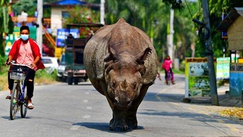 Foto ini memperlihatkan seekor badak bercula satu yang berjalan santai di jalan raya di Chitwan, Nepal. Di wilayah tersebut, badak sering keluar dari taman nasional dan masuk ke pemukiman warga, sehingga pemandangan seperti ini dianggap biasa oleh penduduk lokal. Foto: Boredpanda