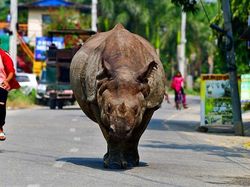 Foto Hewan Ikonik yang Viral di Dunia, Bikin Haru hingga Ngakak