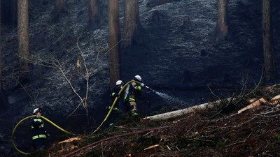 Kebakaran Hutan Melanda Otsuchi, Petugas Berjibaku Padamkan Api