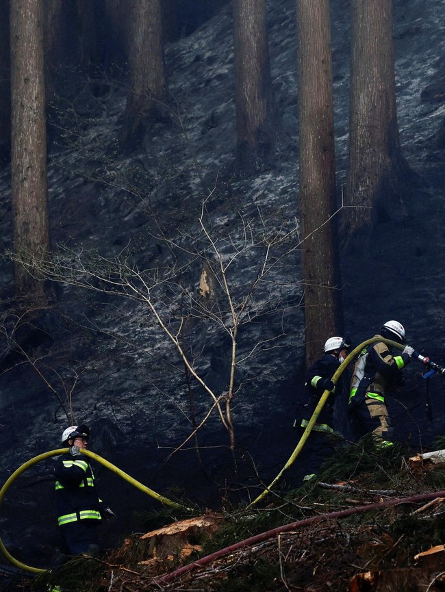 Kebakaran Hutan Melanda Otsuchi, Petugas Berjibaku Padamkan Api