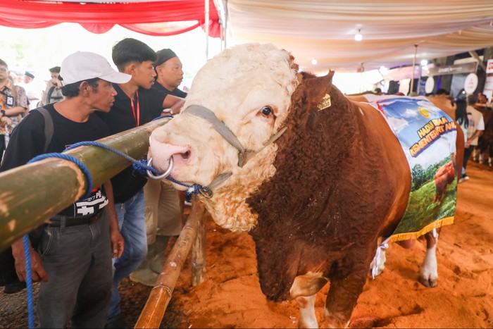 Kontes sapi
