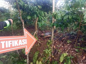 Diduga Curi Kopi, Pria di Sumsel Tewas Dimassa