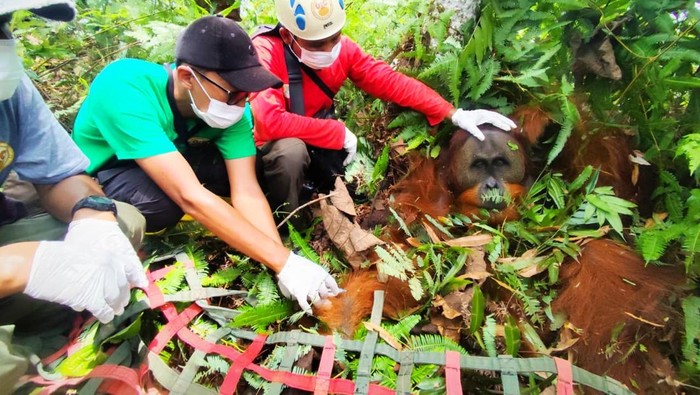 Tim BBKSDA mengevakuasi orang utan dari ladang warga di Langkat dan dilepasliarkan di Taman Nasional Gunung Leuser. (Foto: dok. BBKSDA Sumut)
