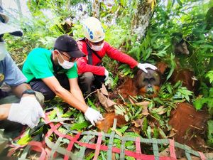 BKSDA Evakuasi Orang Utan dari Ladang Warga di Langkat