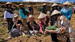Petani Temanggung Gelar Tradisi Wiwit Tanam Tembakau