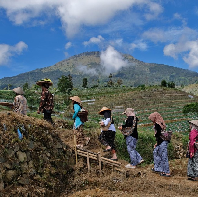 Petani Temanggung Gelar Tradisi Wiwit Tanam Tembakau