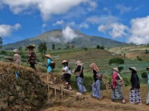 Petani Temanggung Gelar Tradisi Wiwit Tanam Tembakau