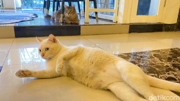 Cafe kucing Surabaya, spot nongkrong unik ditemani kucing lucu