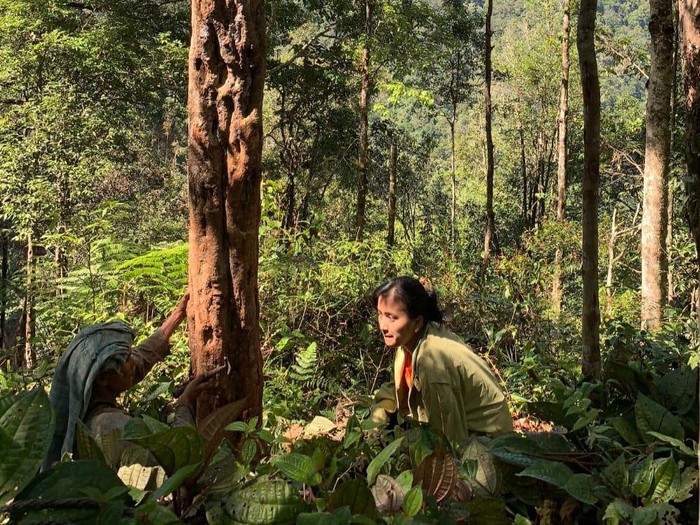 Devi dan Opungnya ketika menyadap kemenyan di Kecamatan Sipaholon, Kabupaten Tapanuli Utara, Sumatera Utara.