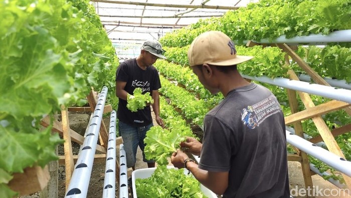 Kebun Green House Hidroponik Kusnandar di Pangandaran