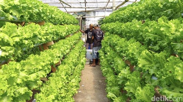 Kebun Green House Hidroponik Kusnandar di Pangandaran