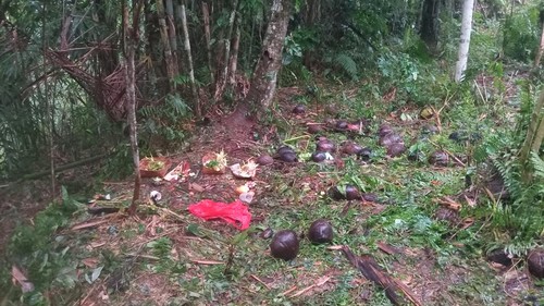 Lahan kosong di Banjar Timbul, Desa Pupuan, Kecamatan Tegallalang, Gianyar, lokasi pria dan wanita ditemukan tewas akibat meminum obat rumput. Keduanya ditemukan tewas pada Minggu (26/4/2026). (Aryo Mahendro/detikBali)