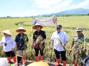 Panen Padi Biosalin di Jepara Tembus 22 Hektare, Produksi Capai 176 Ton