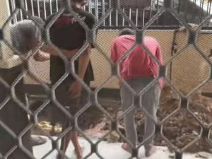 Kronologi Penemuan Batu Bara Saat Gali Lubang Septic Tank Rumah Warga Kaltim
