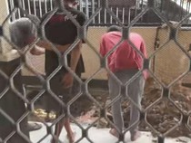 Kronologi Penemuan Batu Bara Saat Gali Lubang Septic Tank Rumah Warga Kaltim