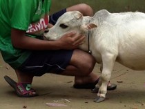 Rani, Sapi Terpendek di Dunia Mati gegara Kebanyakan Makan