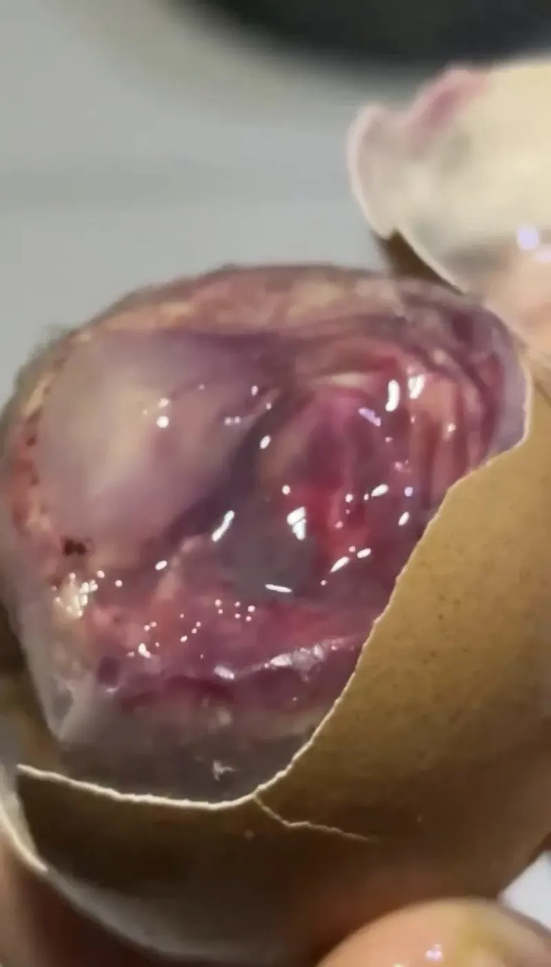 Shock! Pecahin Telur, Isinya Bukan Kuning Tapi Embrio Bergerak