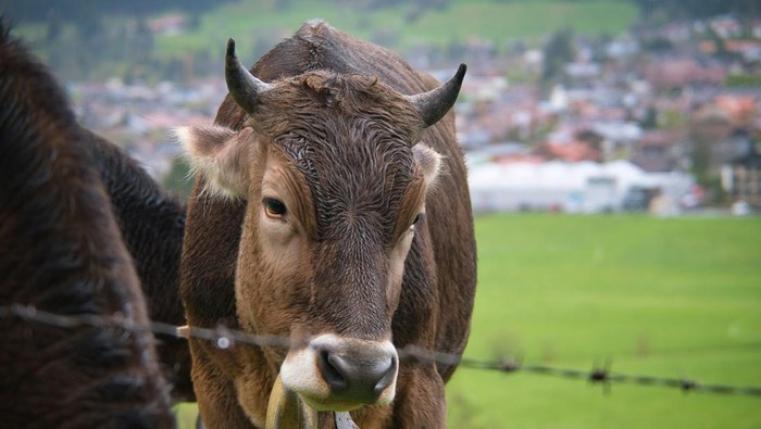 Ilustrasi Hewan Kurban Sapi. Harga hewan kurban 2026 di Jogja.