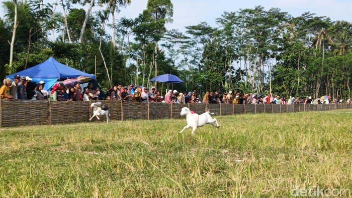 Karapan Kambing di Lumajang