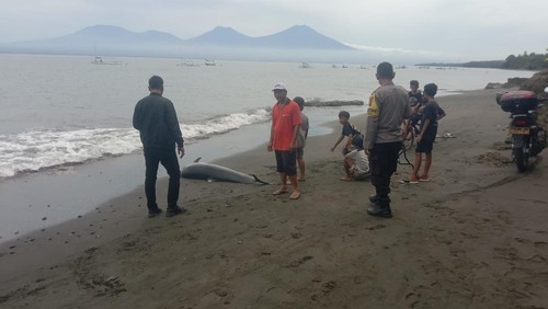 Lumba-lumba hidung botol ditemukan terdampar dalam kondisi mati di pesisir Pantai Batu Kebo, Banjar Melaya Pantai, Desa Melaya, Kecamatan Melaya, Jembrana, Senin (27/4/2026).
