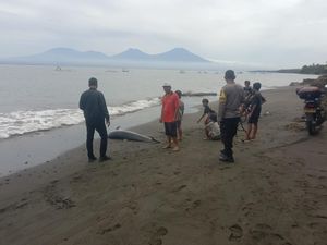 Lumba-lumba Hidung Botol Mati Terdampar di Pantai Batu Kebo Jembrana
