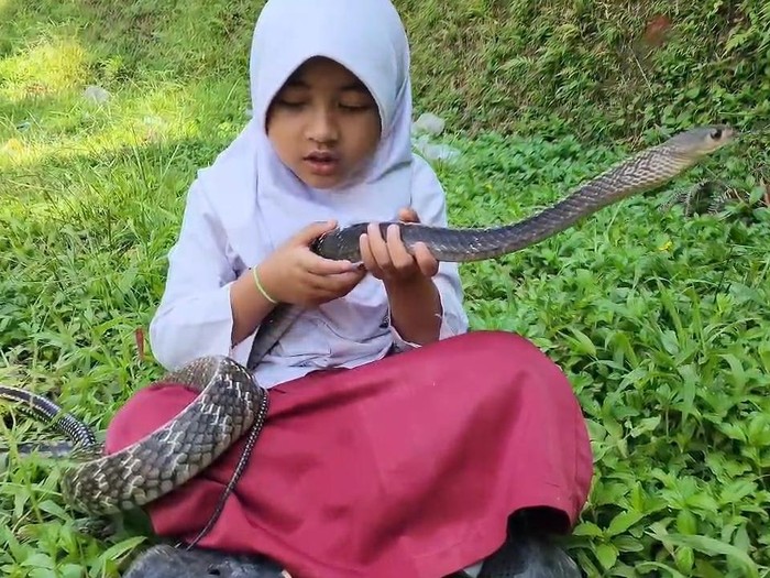 Meisa alias Caca bermain dengan ular.