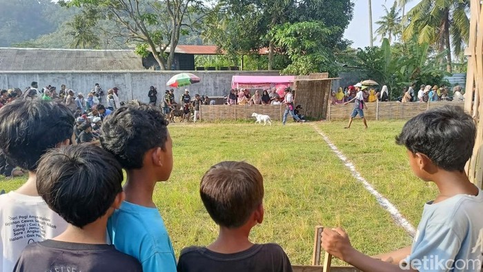 Melihat Keseruan Tradisi Karapan Kambing di Lumajang