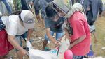 Melihat Keseruan Tradisi Karapan Kambing di Lumajang