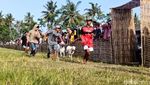 Melihat Keseruan Tradisi Karapan Kambing di Lumajang