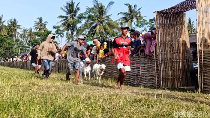 Melihat Keseruan Tradisi Karapan Kambing di Lumajang