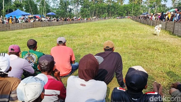 Melihat Keseruan Tradisi Karapan Kambing di Lumajang