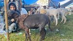 Melihat Keseruan Tradisi Karapan Kambing di Lumajang