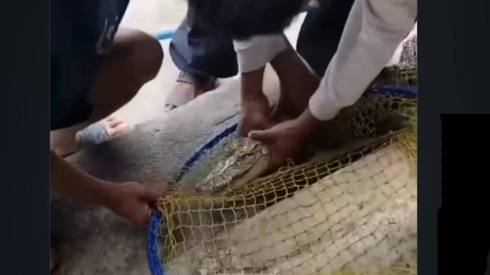 Penampakan anak buaya yang ditangkap pemancing di kolam pemancingan di Kota Cimahi