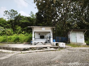 Kawanan Monyet Serbu Sukorejo Semarang, Diusir Pakai Ketapel-Mercon