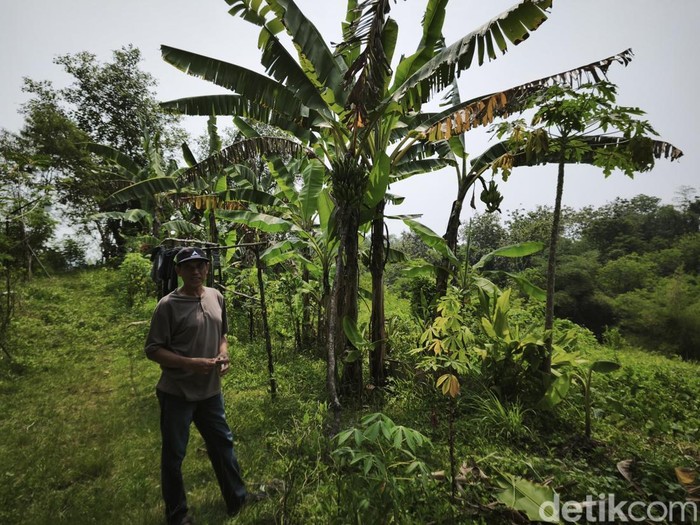 anaman warga yang menjadi sasaran kawanan monyet di RT 3/RW 7 Kampung Kalialang Baru, Sukorejo, Gunungpati, Kota Semarang, Senin (27/4/2026).
